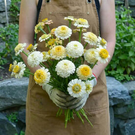 Zinderella White, Zinnia Seeds